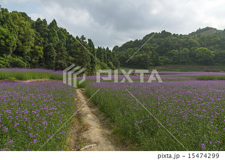 Purple flowers, herba verbenae. Purple flowers, herba verbenae. 15474299