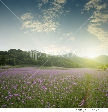 Neat verbena plant flower 15474302