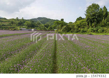 verbena plant scale planting 15474332