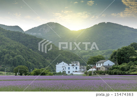 verbena plant scale planting 15474363
