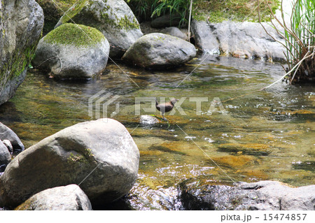 カワガラス 15474857