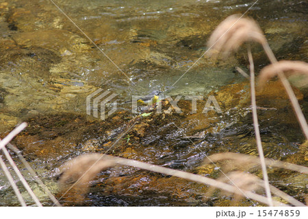 キセキレイ キセキレイ 15474859