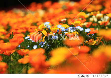 ネモフィラ27 ネモフィラ27 15475297