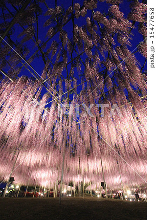 足利フラワーパーク　大藤 15477658