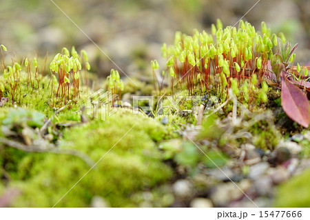 苔の胞子嚢 苔の胞子嚢 15477666
