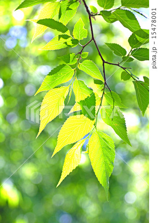 ムクの葉。 15478001