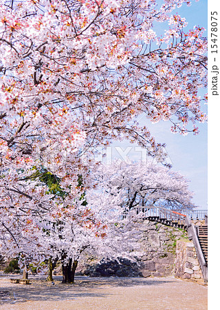 満開の桜と天守跡展望台 15478075