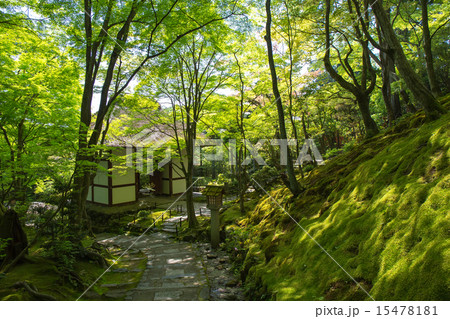 常寂光寺の新緑 常寂光寺の新緑 15478181