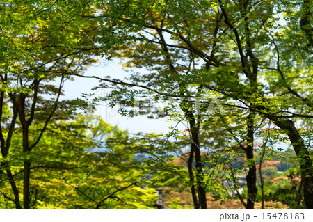 常寂光寺の新緑 常寂光寺の新緑 15478183