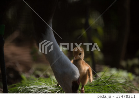 天王寺動物園 ナベヅルの雛 15478211