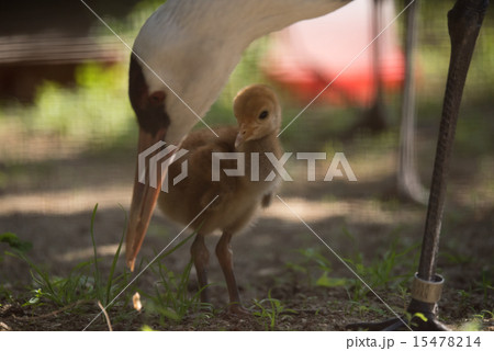 天王寺動物園 ナベヅルの雛 15478214