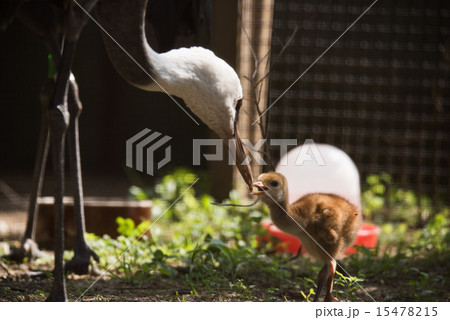 天王寺動物園 親から餌を受取るナベヅルの雛 15478215