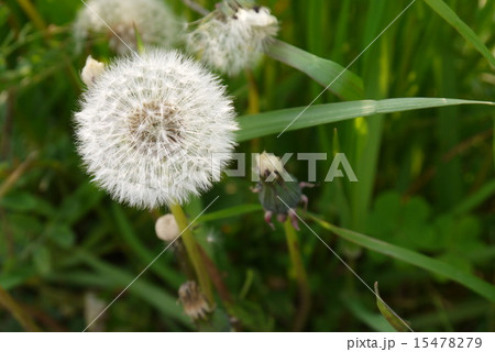 たんぽぽの綿毛 15478279