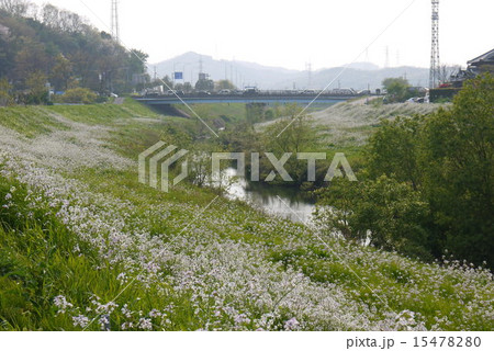 花咲く春の川原 15478280