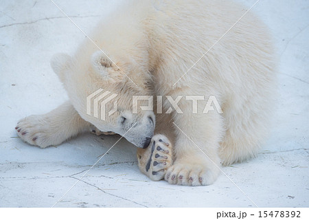 天王寺動物園 シロクマの赤ちゃん モモ 天王寺動物園 シロクマの赤ちゃん モモ 15478392