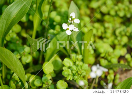 ヘラオモダカ 15478420