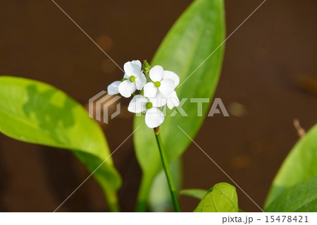 ヘラオモダカ 15478421