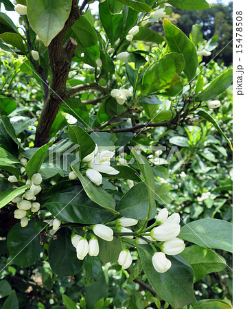 みかんの花 15478508