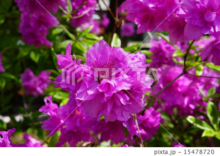 ヨドガワツツジ ヨドガワツツジ 15478720