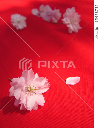赤背景に桜 15478752
