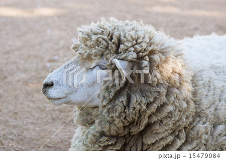 動物園の羊 15479084