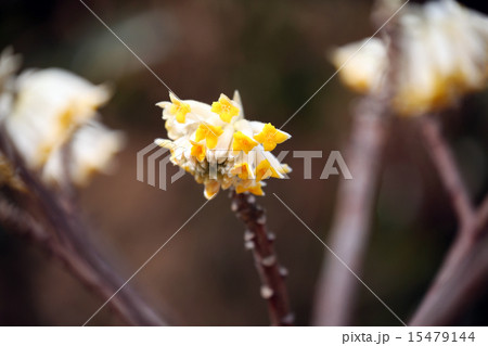 ミツマタの花 15479144