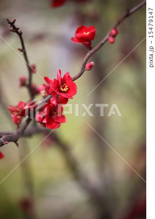 ボケの花 ボケの花 15479147