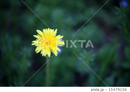 タンポポの花 15479156
