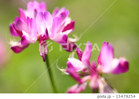 【春のレンゲの花】 【春のレンゲの花】 15479254