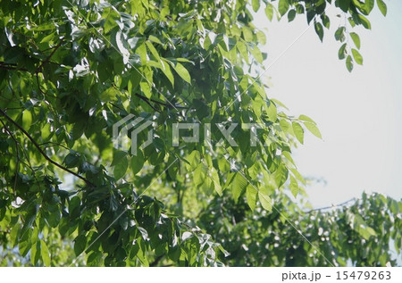 青葉 青葉 15479263