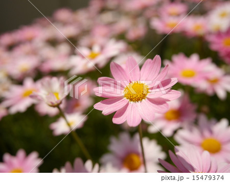 ひなぎく ひなぎく 15479374