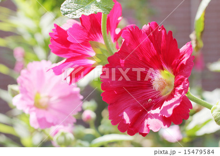 タチアオイ 立葵 花葵 ホリホック アオイ科 の写真素材