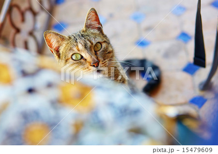 Cat looking from under the table 15479609