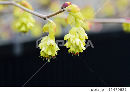 トサミズキ 15479621