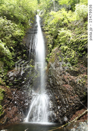 白糸の滝　　（小菅村） 15479936