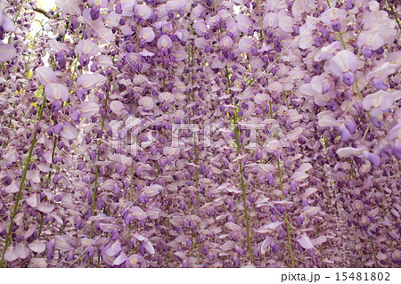 白毫寺の九尺藤のシャワーアップ 白毫寺の九尺藤のシャワーアップ 15481802