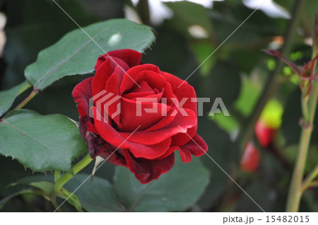 一輪のドンファン 一輪のドンファン 15482015