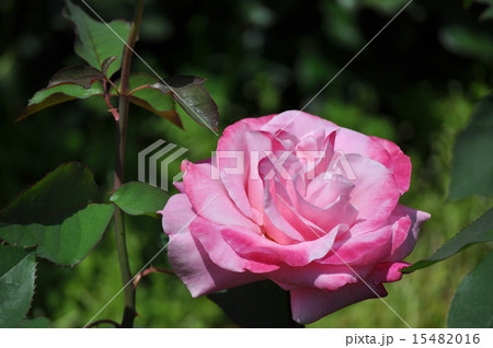 一輪のベルナールビュッフェ 一輪のベルナールビュッフェ 15482016