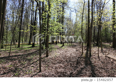 白樺 白樺 15482857