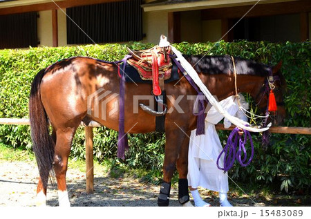 京都　上賀茂神社の競馬会神事（くらべうまえしんじ） 15483089
