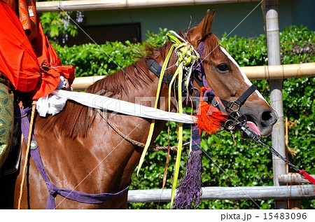 京都　上賀茂神社の競馬会神事（くらべうまえしんじ） 15483096