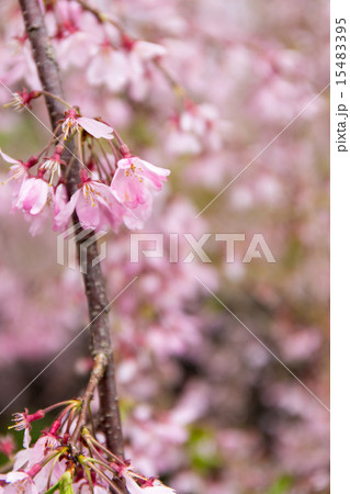 鞘ヶ谷の桜 15483395