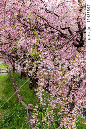 鞘ヶ谷の桜並木 15483397