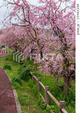 鞘ヶ谷の桜並木 15483399