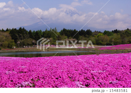 富士芝桜まつり 富士芝桜まつり 15483581