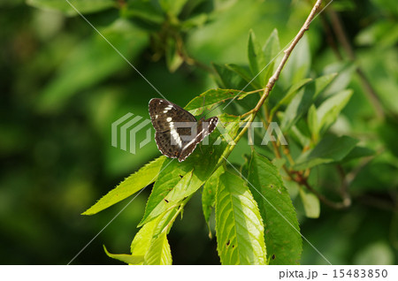 イチモンジチョウ 15483850