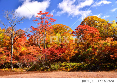 岐阜県白川白山（天生湿原）の紅葉 15483928