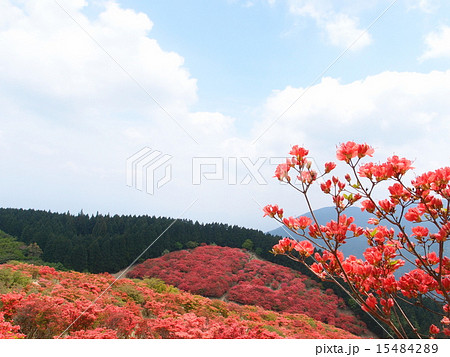 つつじ 15484289