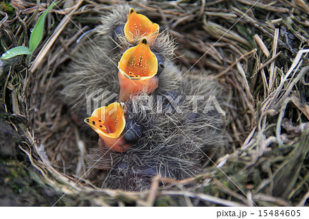 エサを待つヒバリのヒナ 15484605