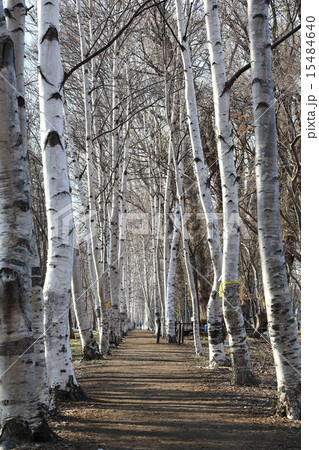 札幌・屯田防風林 15484640